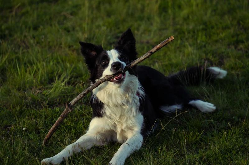 EFC 2026 Flyball Results, Teams and Event Guide