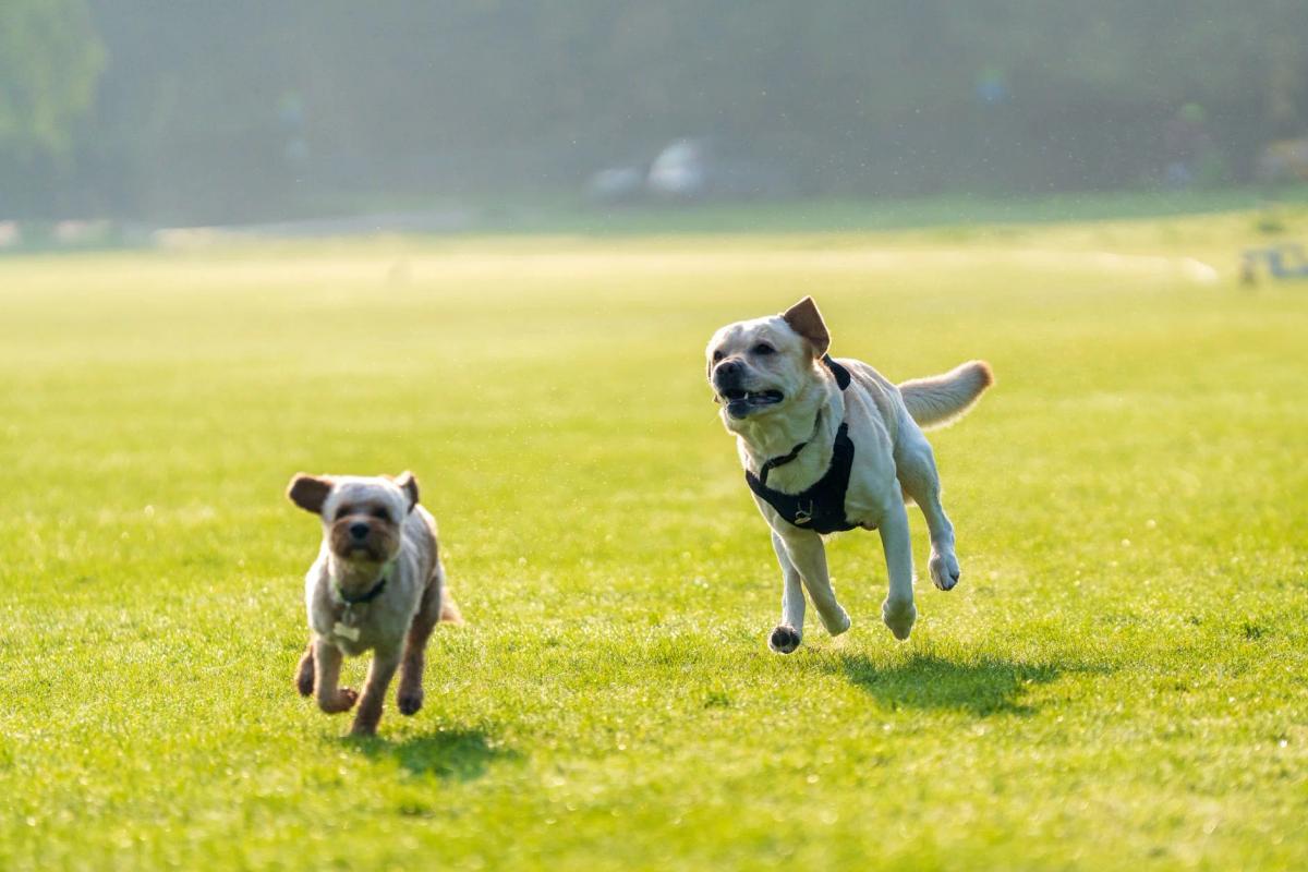 Flyball changeovers: safe, fast passing drills