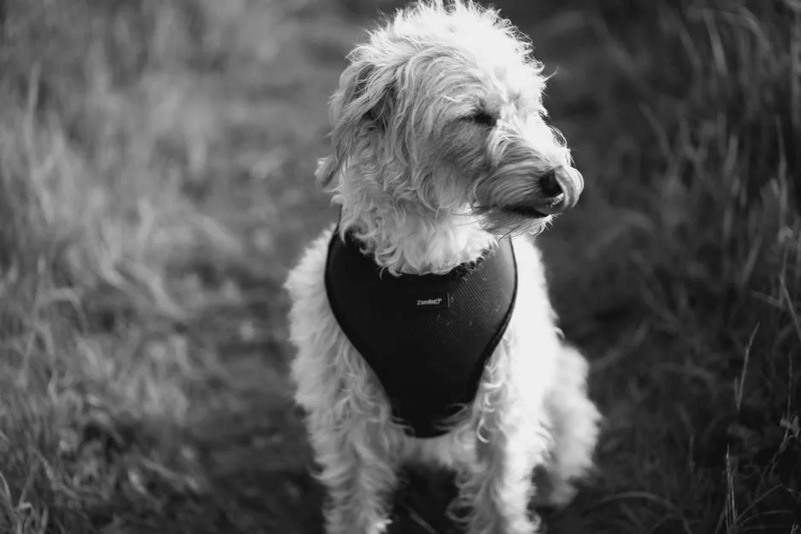 Dog waiting with focus before being released to chase a toy