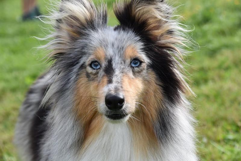 Close-up of an athletic dog outdoors