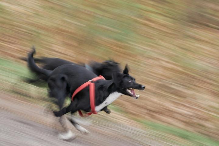 Flyball dogs and handlers preparing for a calm club training session