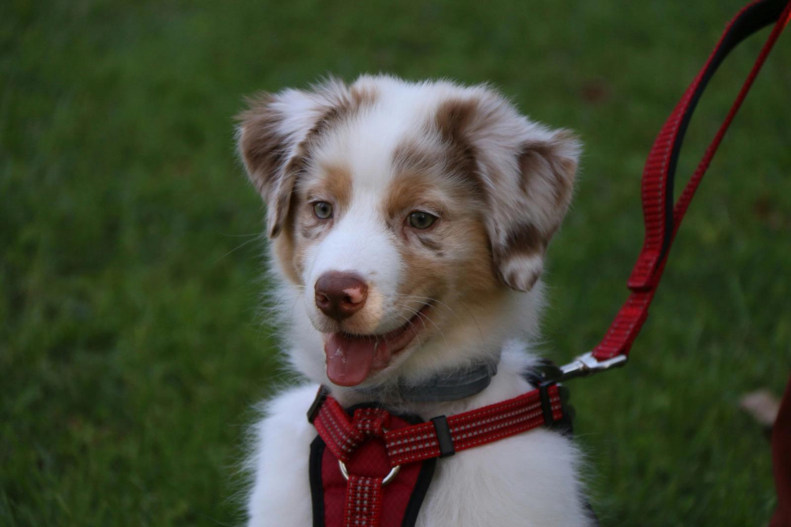 Cute puppy in a harness and dog lead