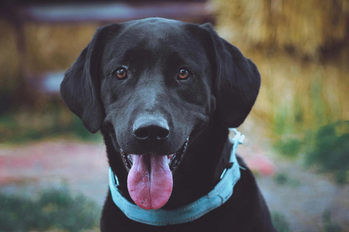 Flyball Gear 101: What You Actually Need (And What You Don't)