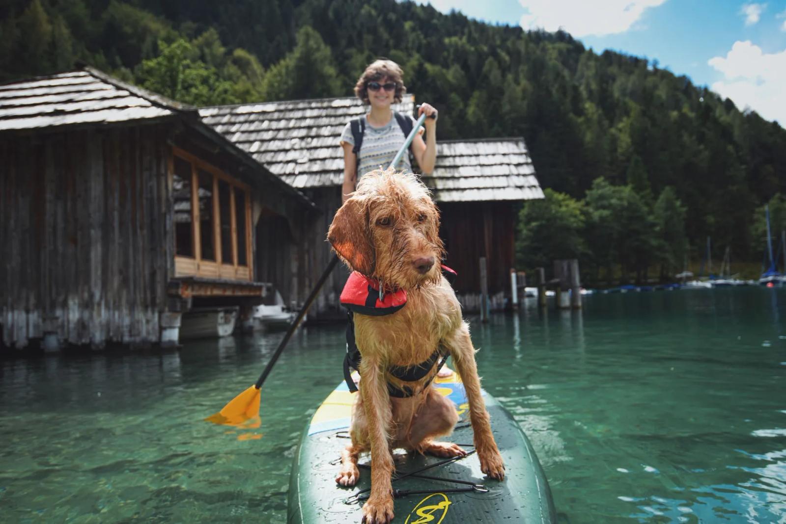 Best dog life jackets: what I would buy