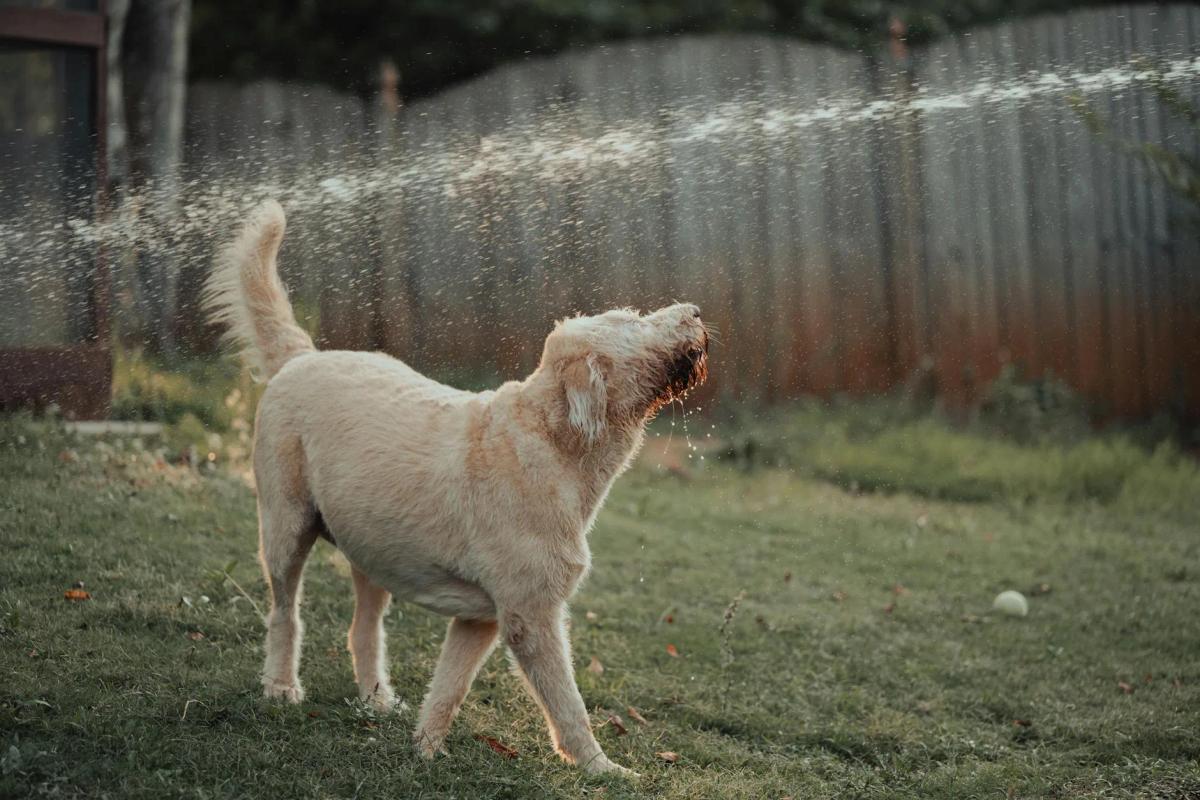 How to Tire Out Your Dog When Walks Aren't Enough
