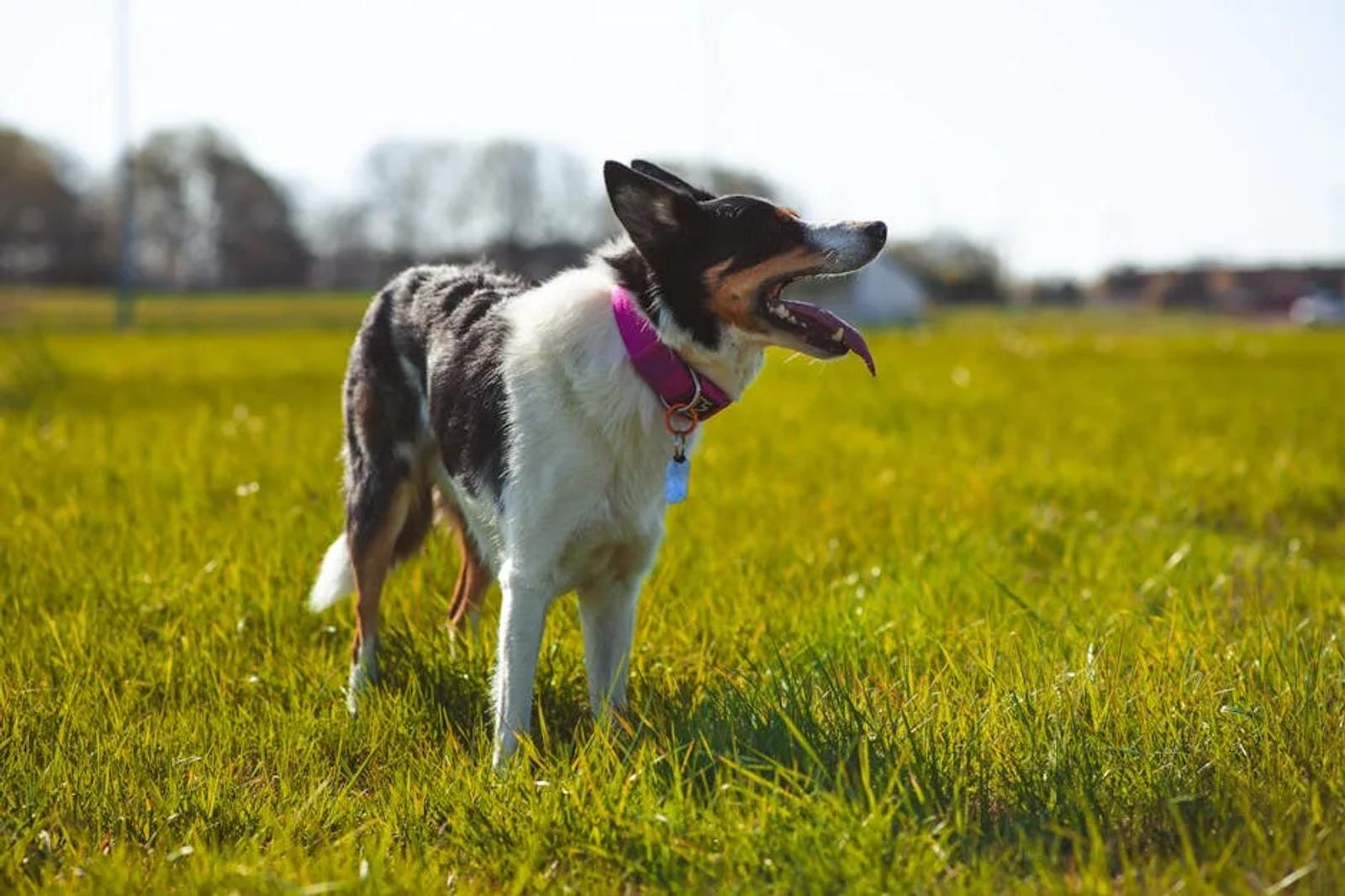 Close up of Border Collie with focused expression on training field