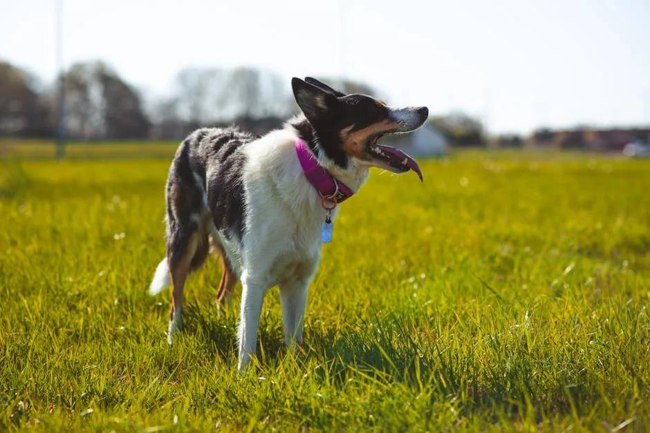 Close up of Border Collie with focused expression on training field