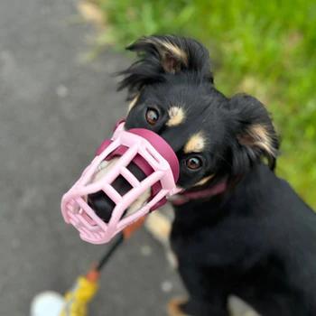 Cute dog in pink muzzle