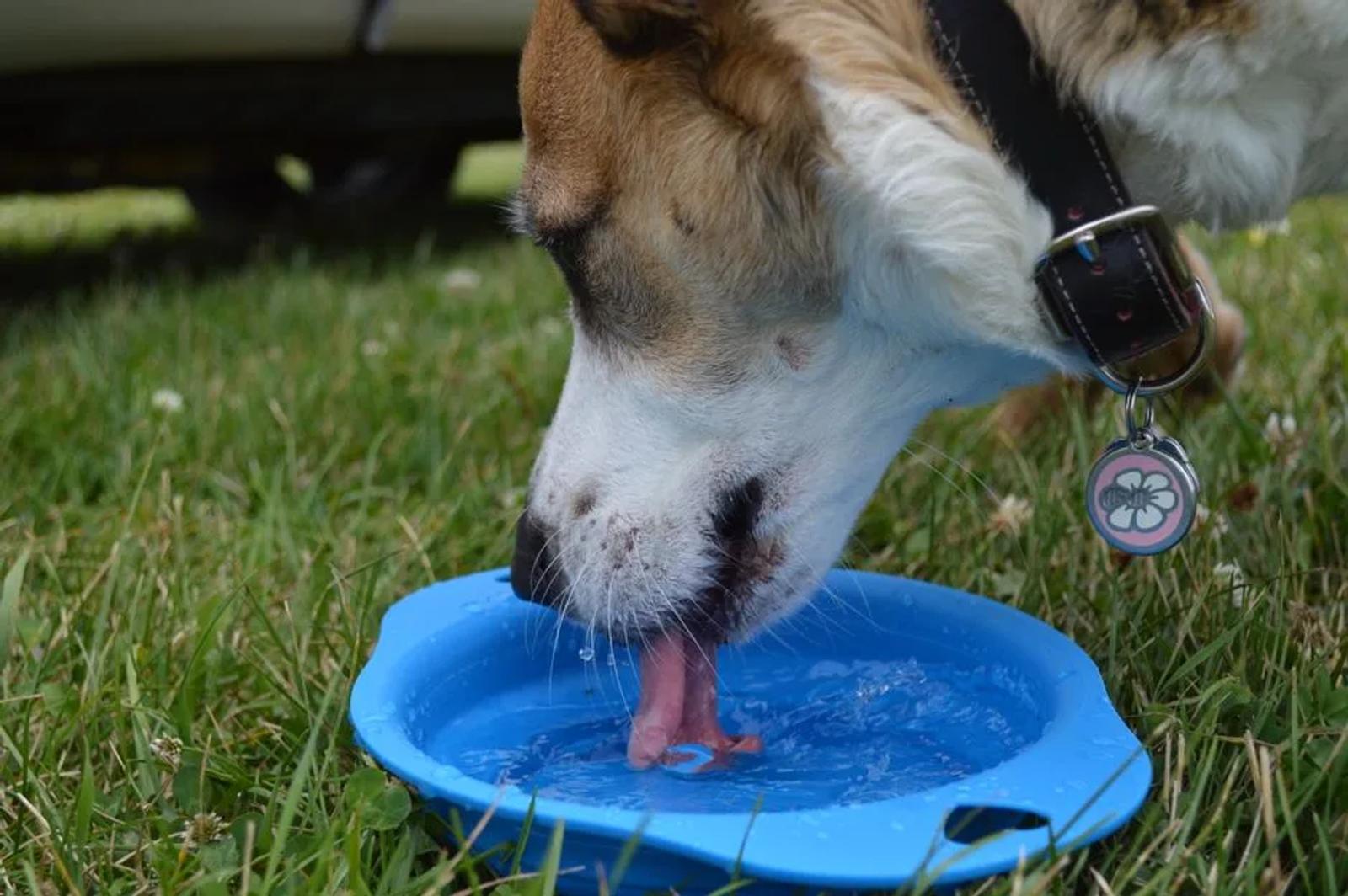 Dog resting in shade beside a water bowl at an outdoor summer event