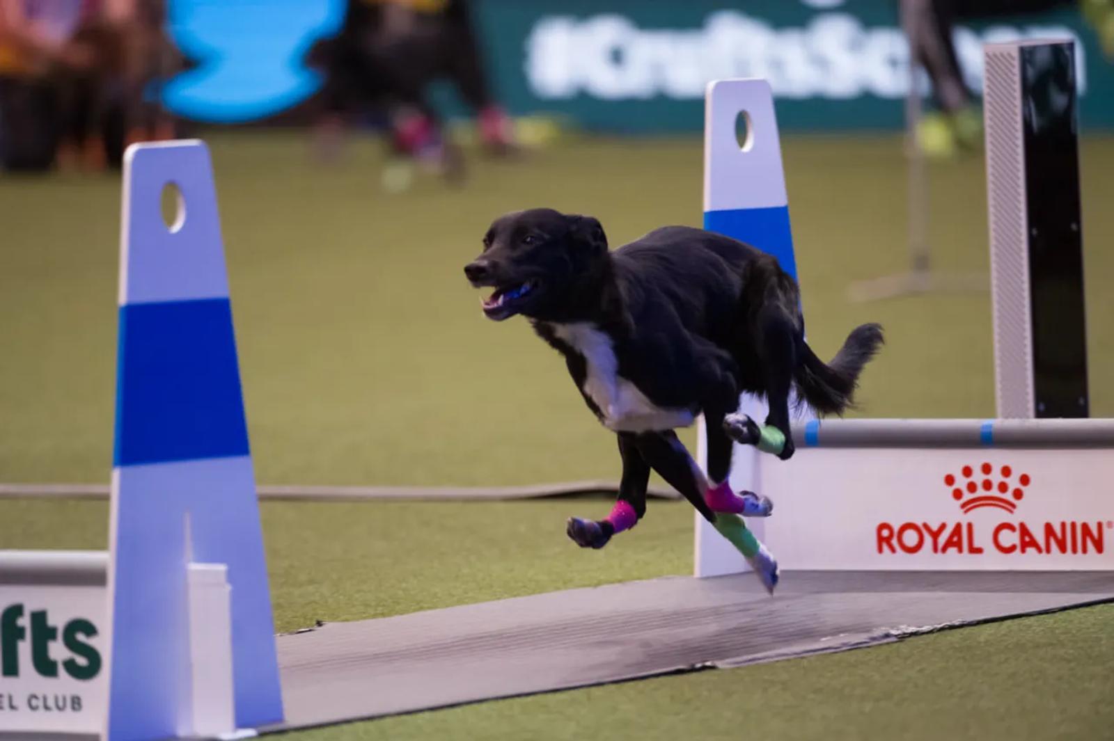 Action shot of a flyball dog running at Crufts