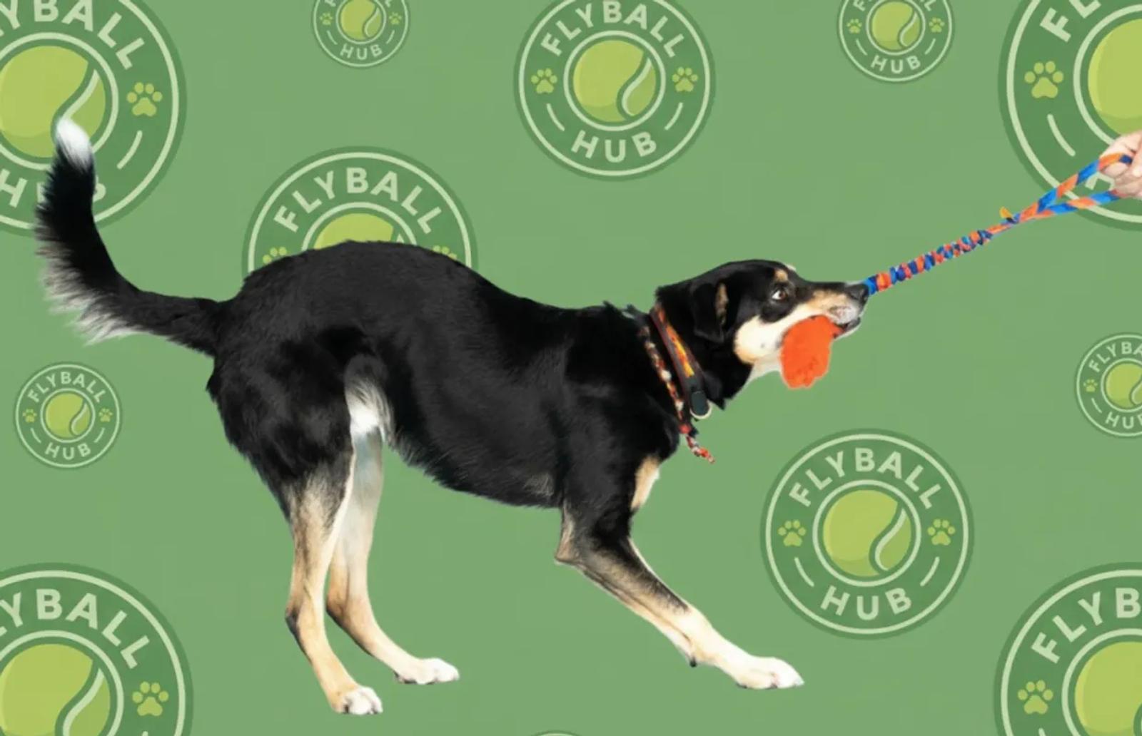 Flyball dog with a tug toy