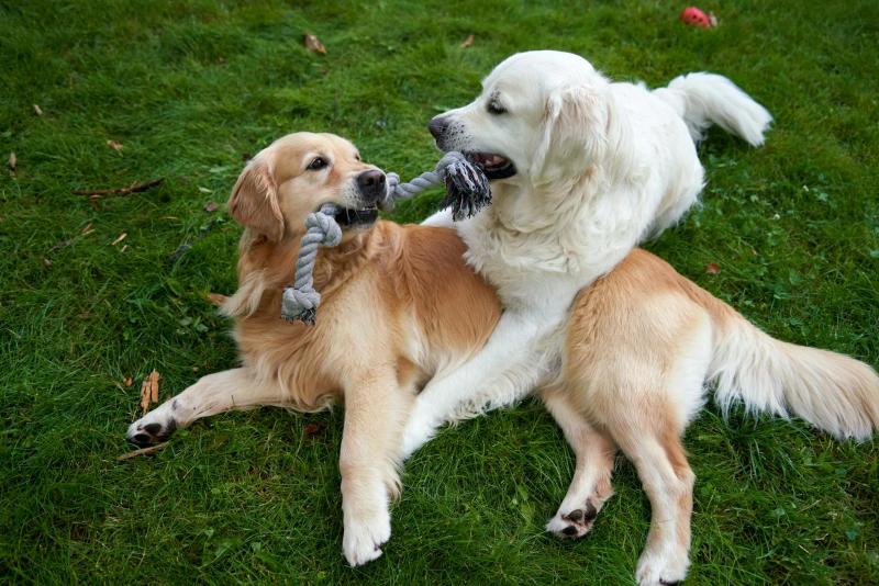 Best Tug Toys for Dogs UK: Flyball Handler Picks