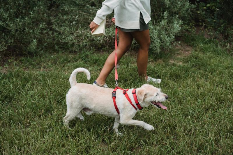 Walking your dog in hot weather: when to skip it