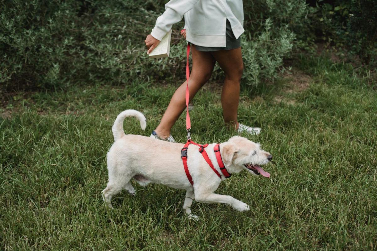 Walking your dog in hot weather: when to skip it
