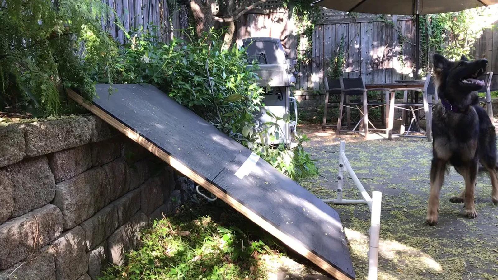 Flyball dog getting some training in before moving to the box