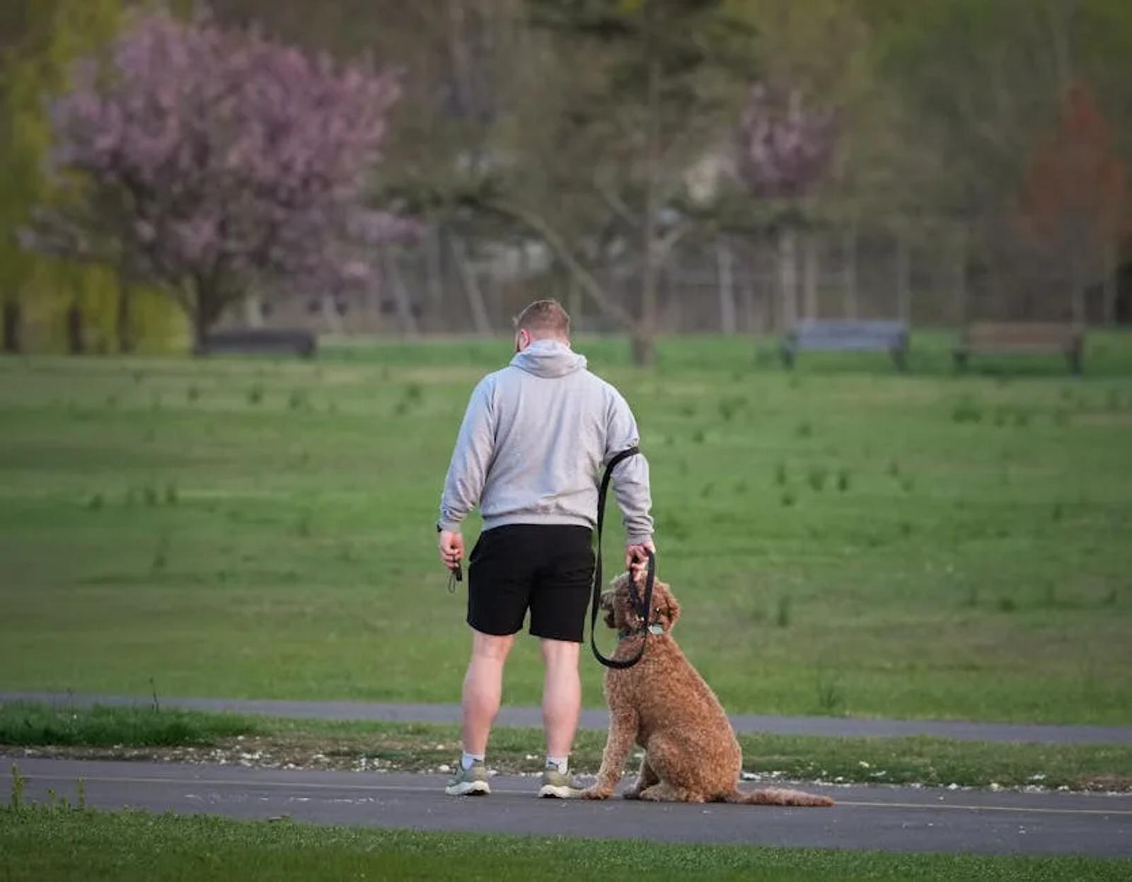 Dog doing training exercises with handler in park