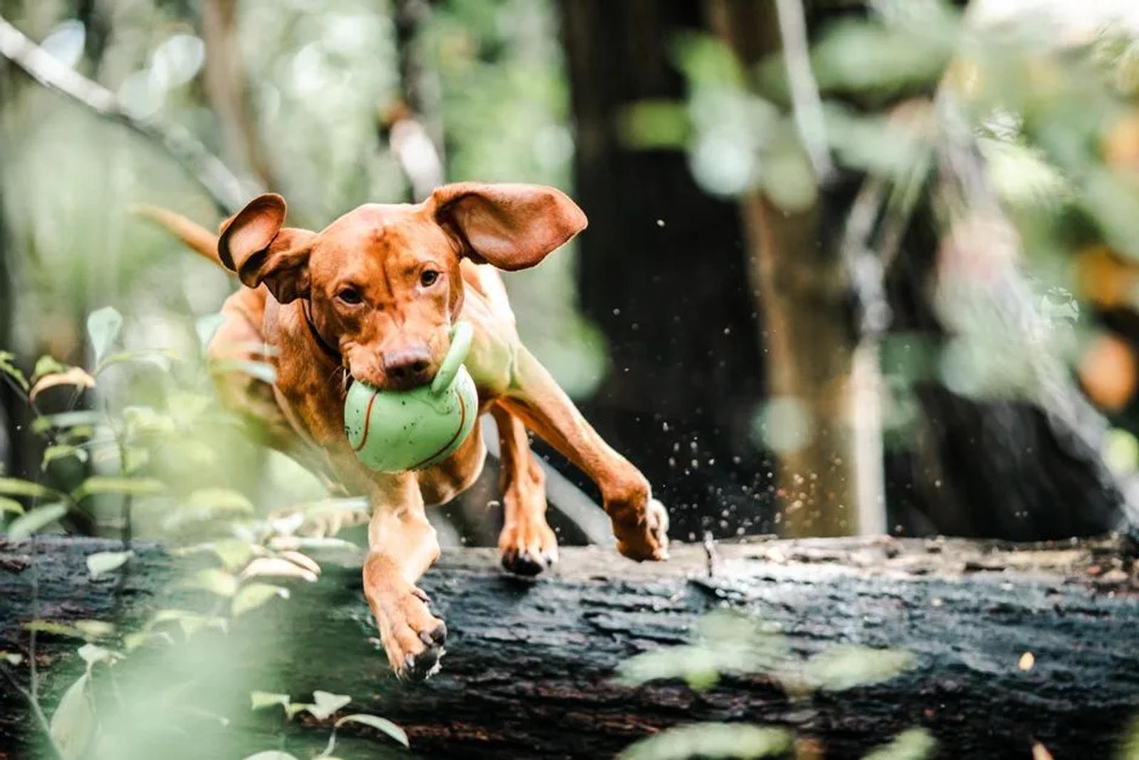 A Vizsla carrying a ball while jumping over a fallen log