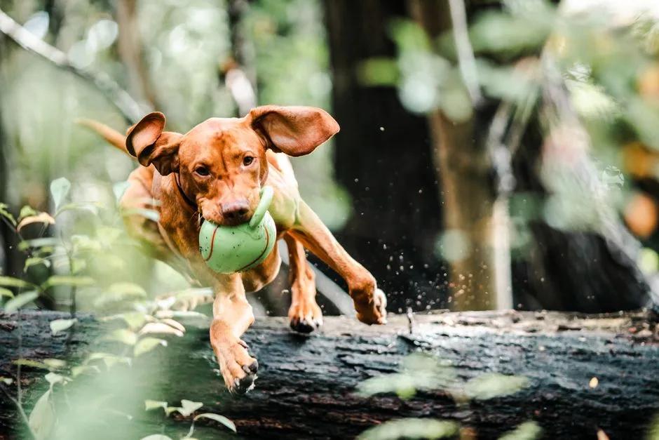 A Vizsla carrying a ball while jumping over a fallen log