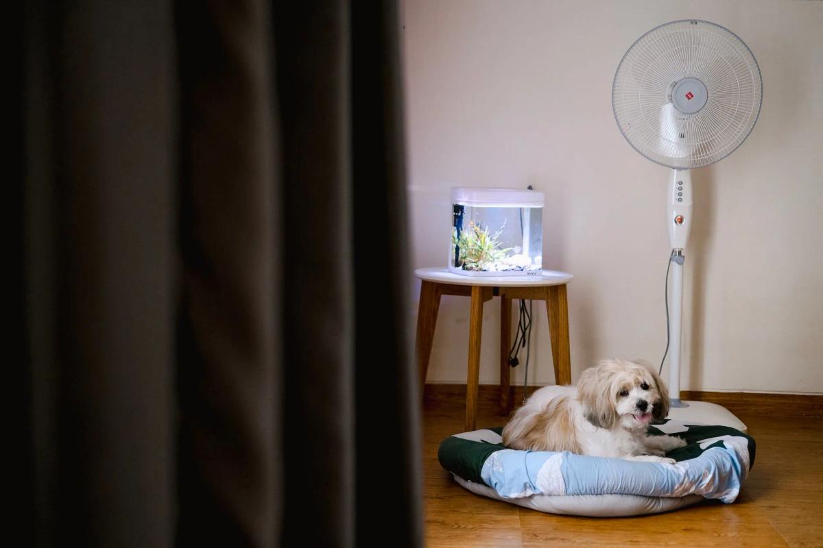 How to keep your dog cool without air conditioning