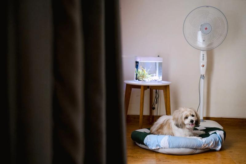 How to keep your dog cool without air conditioning