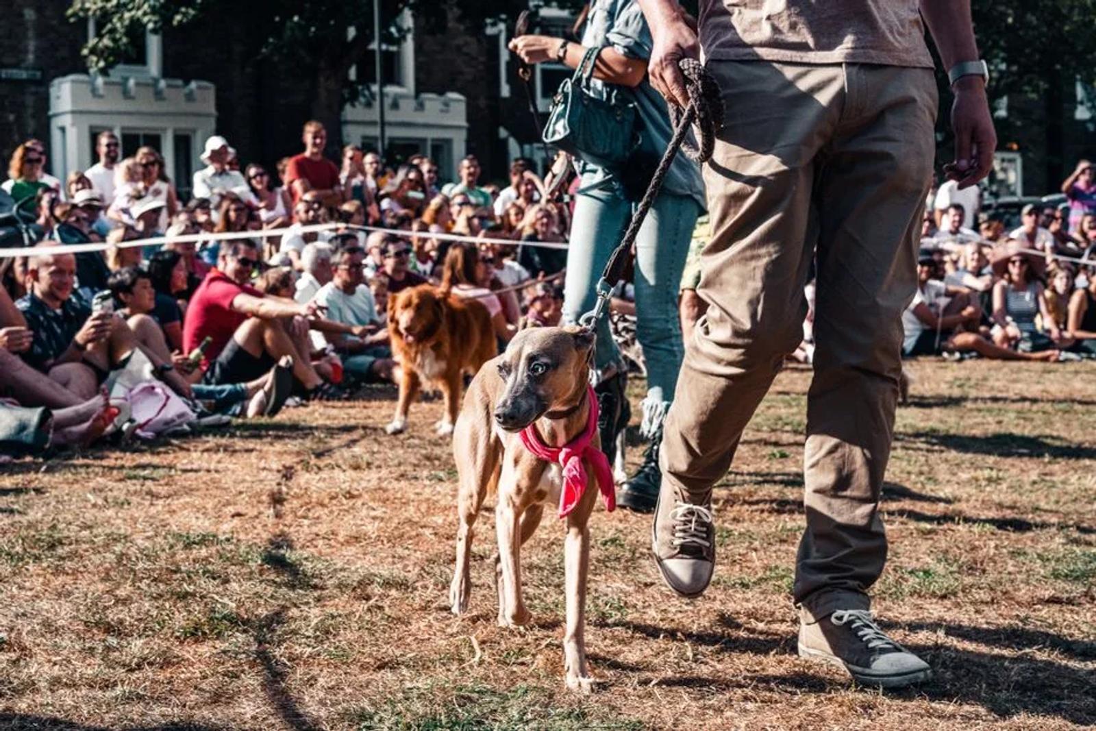 Spectators and handlers gathered at an outdoor dog sport event