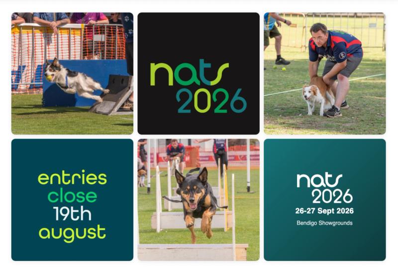 Australian Flyball Nationals 2026: Bendigo guide