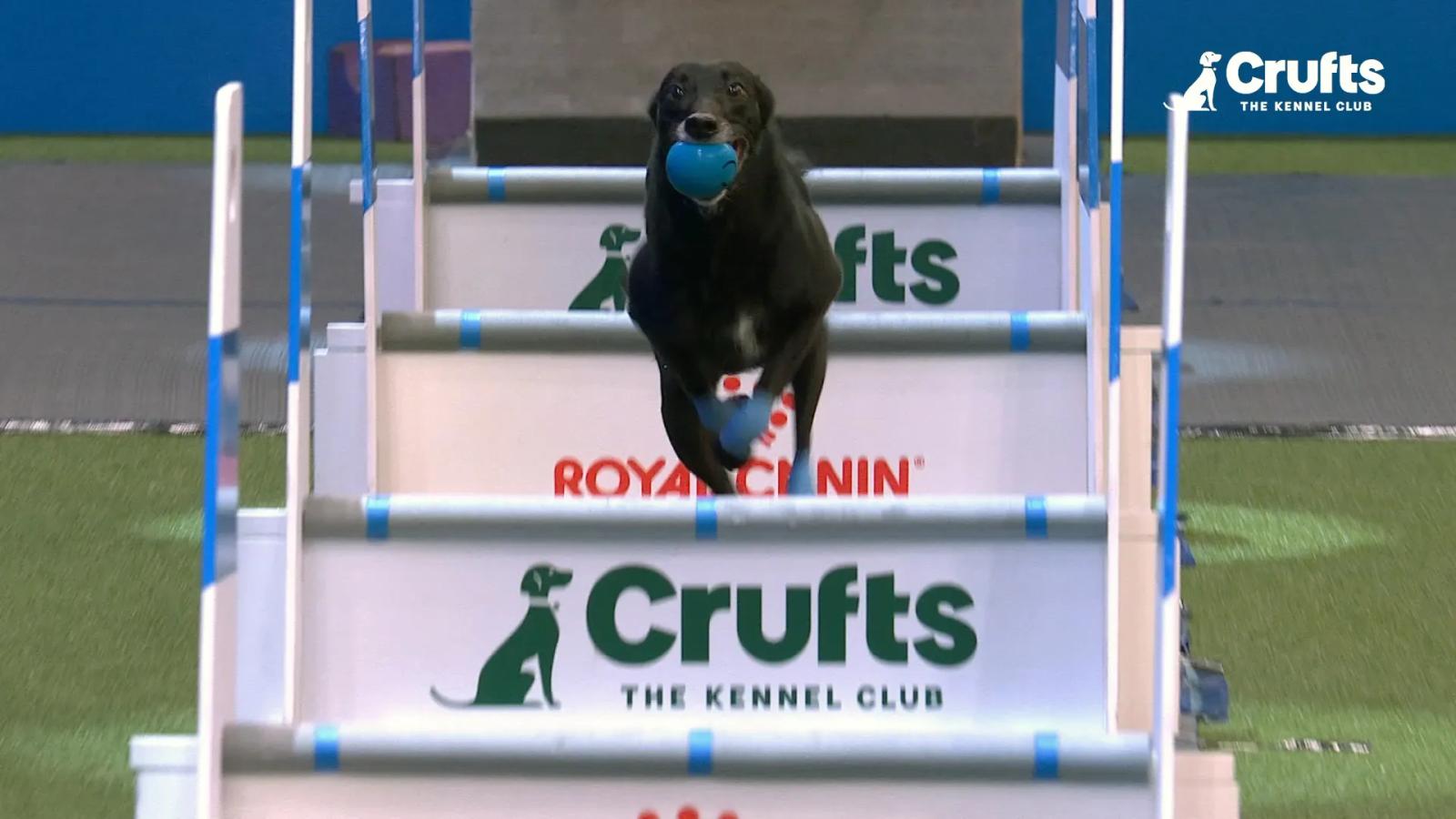 dog-flyball-competition-at-2024-crufts-international-dog-show-birmingham-england