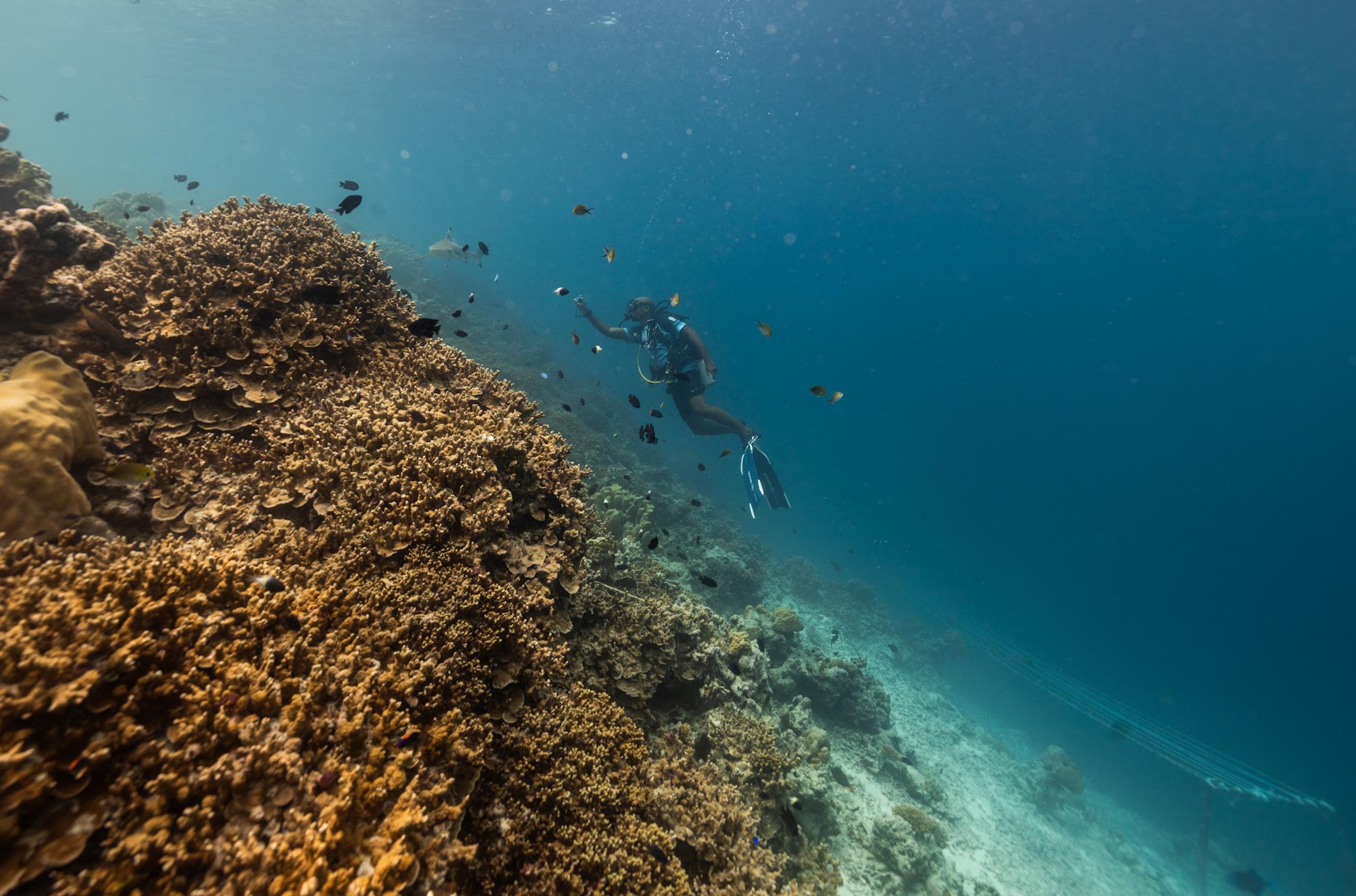 Hard coral and reef fish on a Maldives house reef