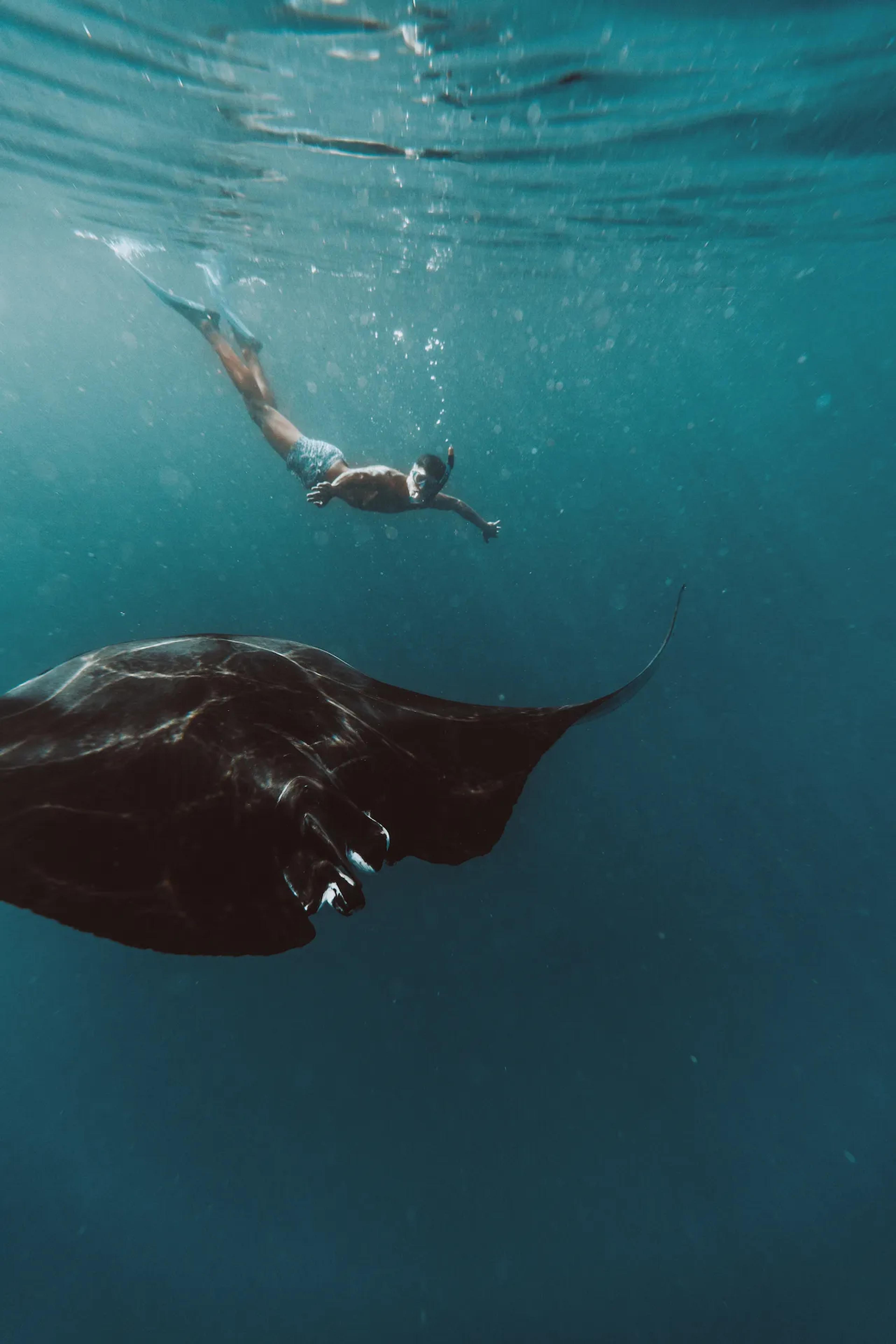 Snorkelling with manta rays at Hanifaru Bay