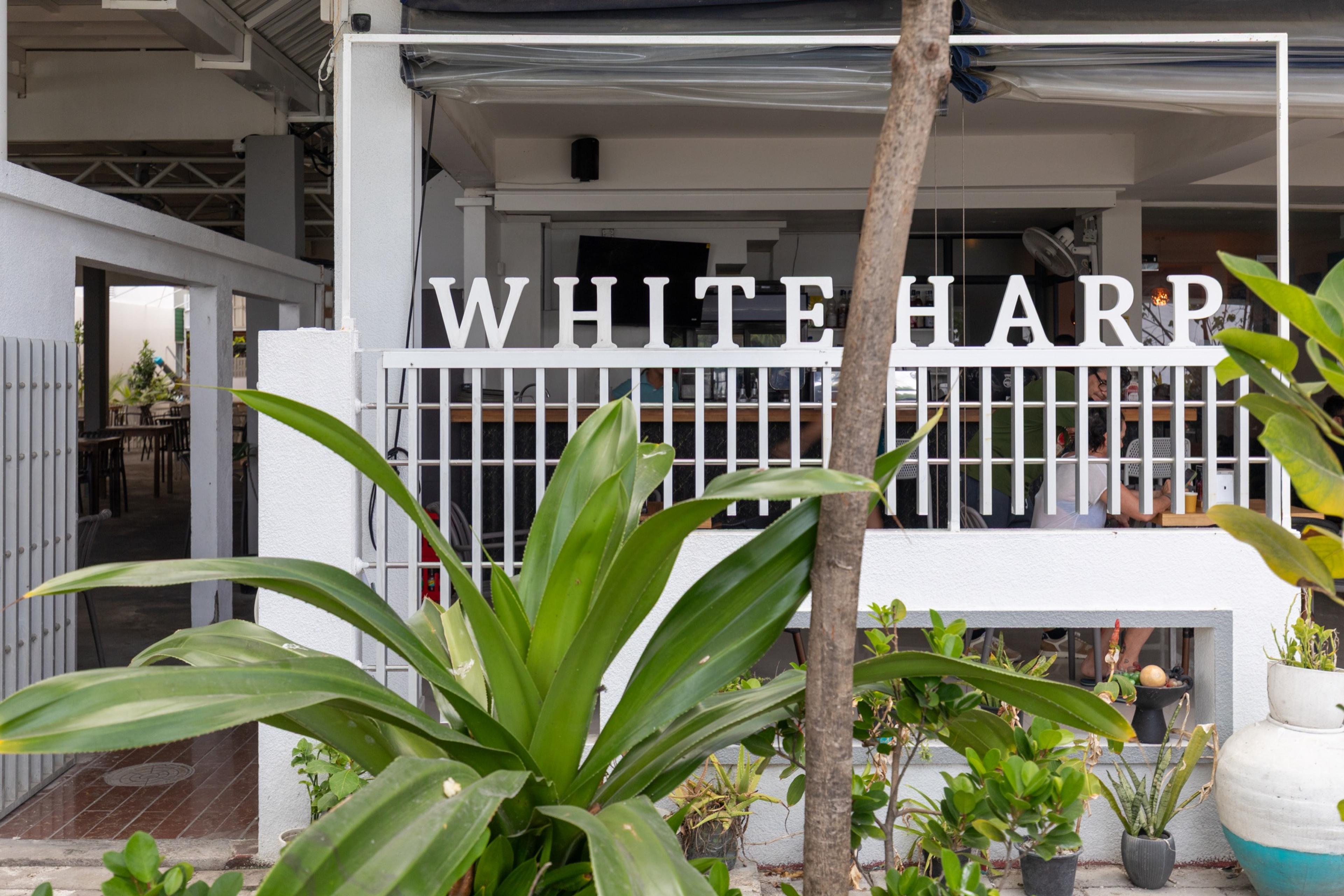 The White Harp exterior framed by palms