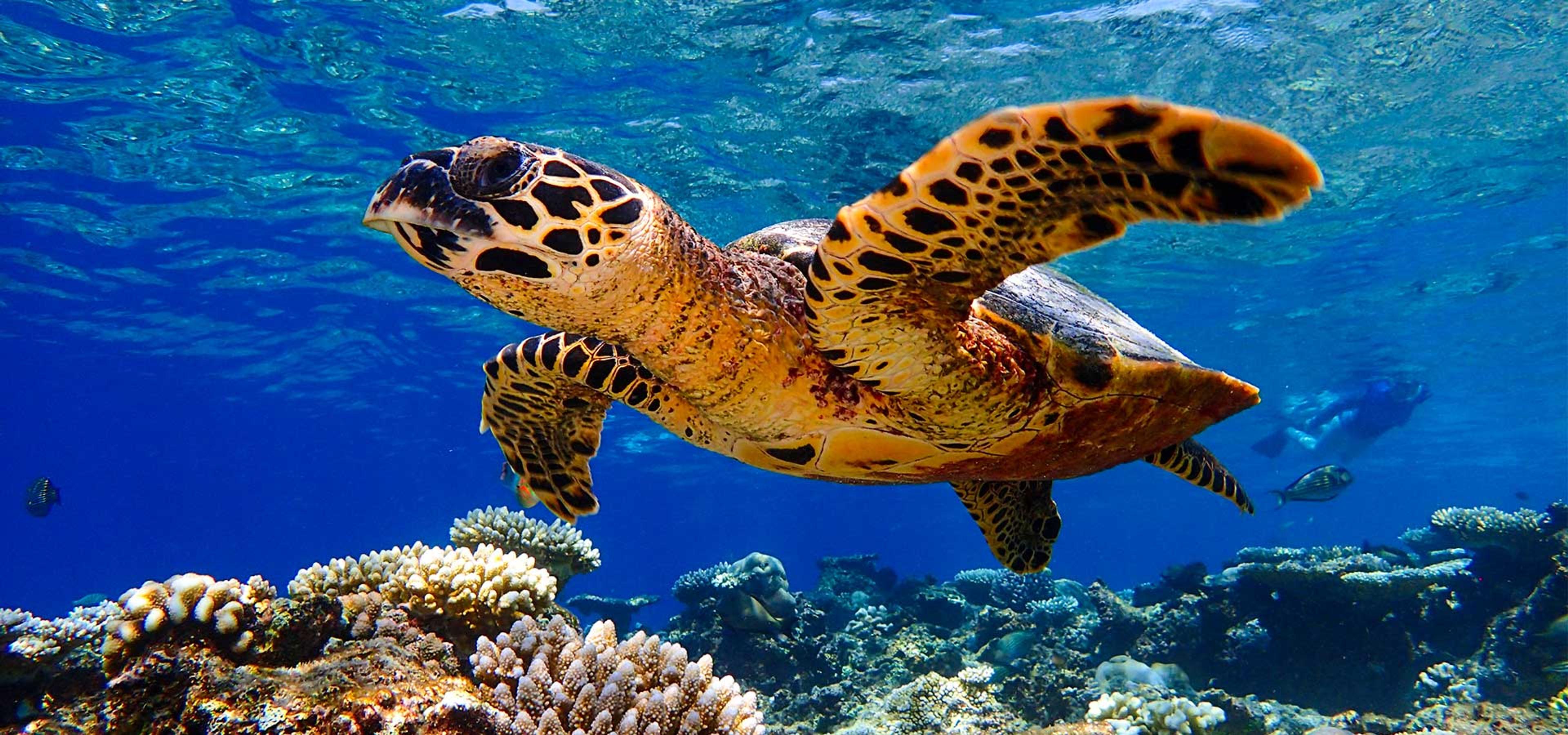 Sea turtle on the Baros house reef