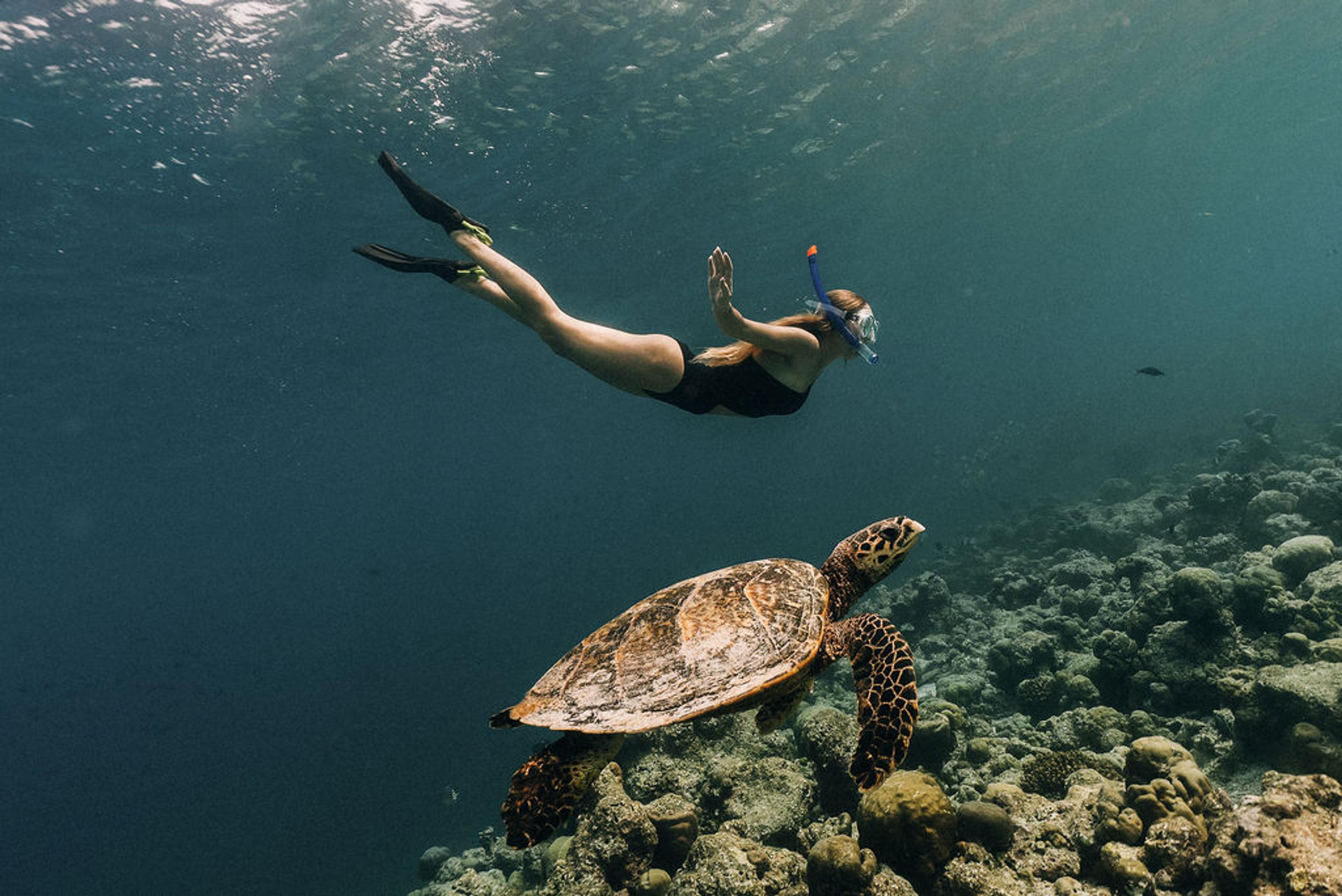 Swimming with a turtle at Soneva Jani