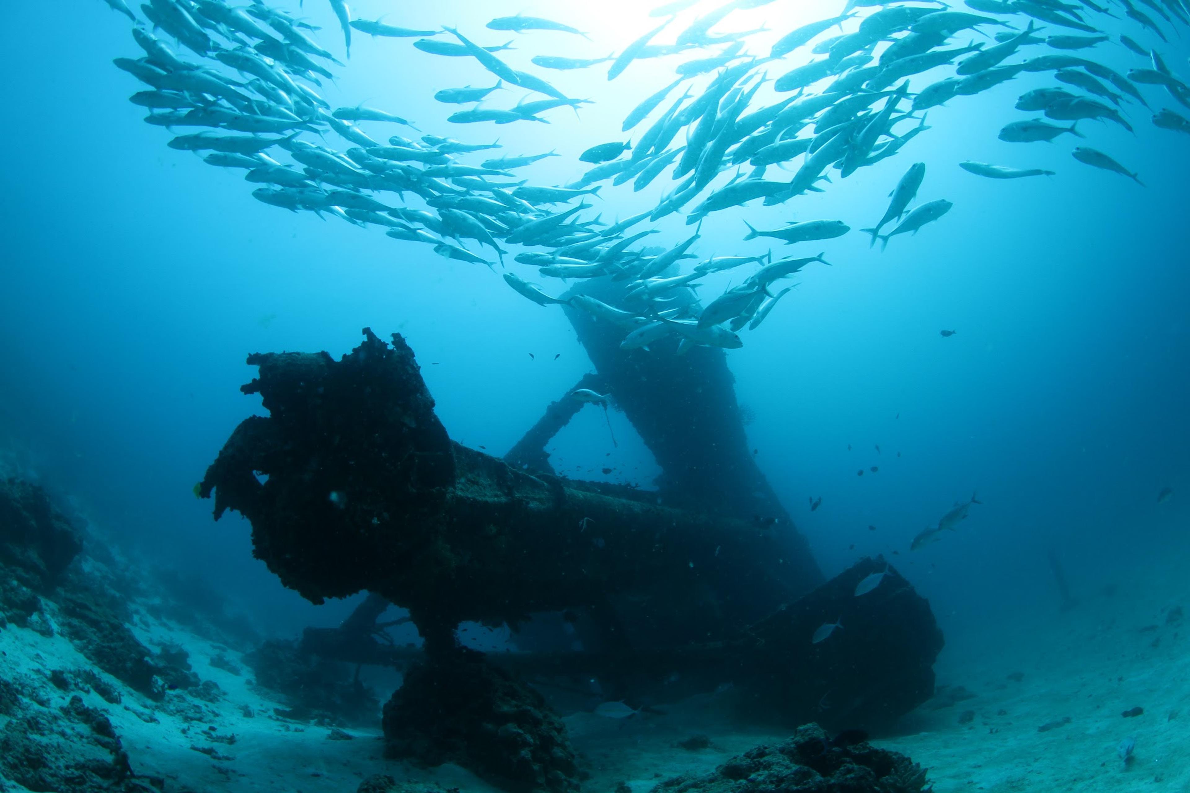Diving on a Maldivian house reef