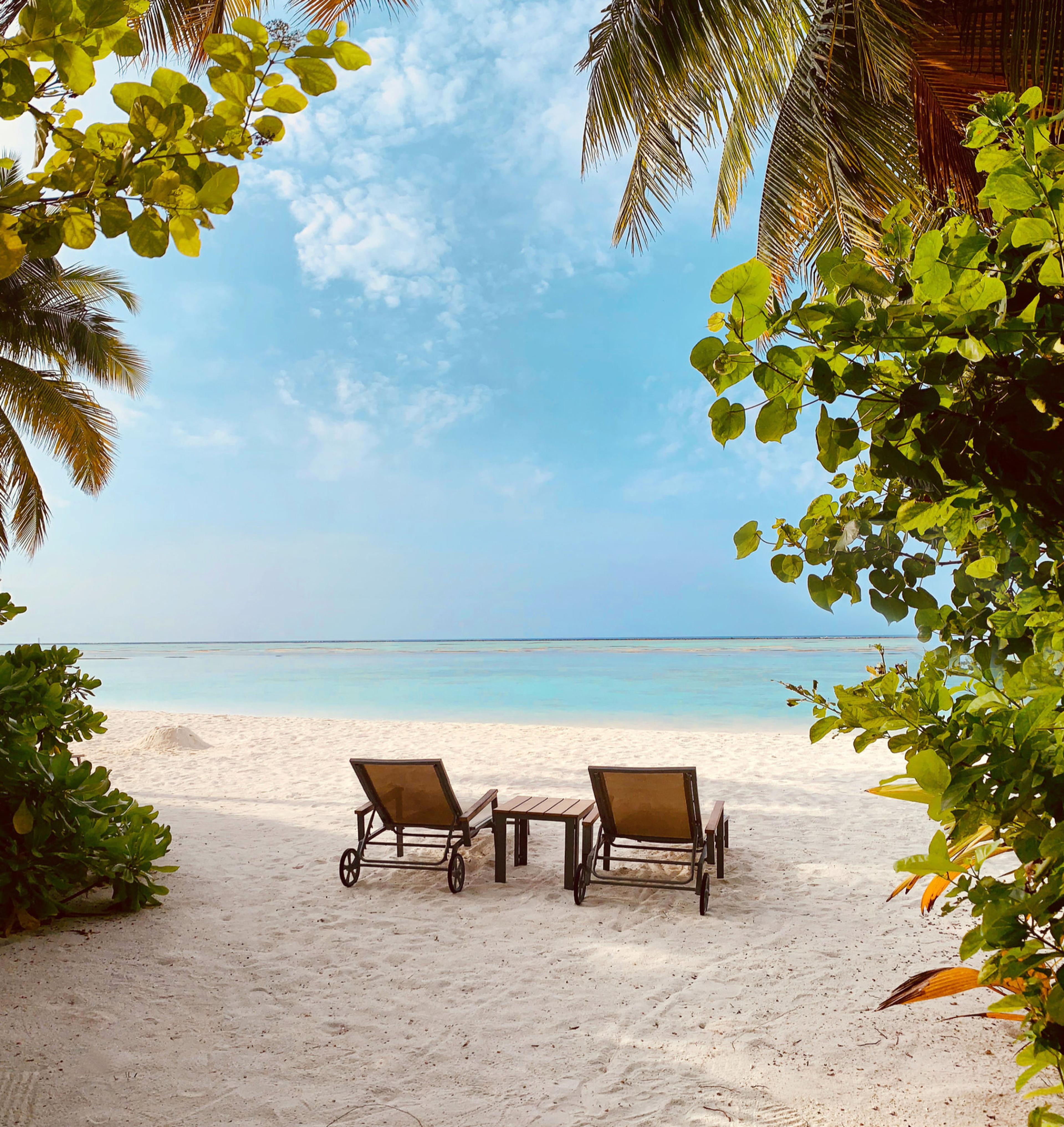Beach loungers under the palms