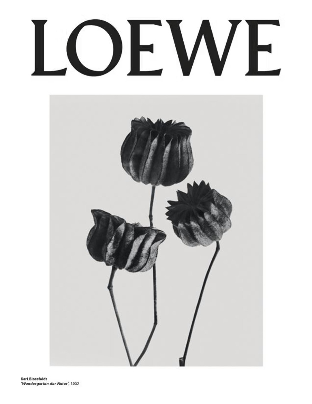 Art direction for Loewe fragrance