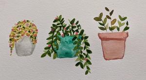 three watercolor potted plants