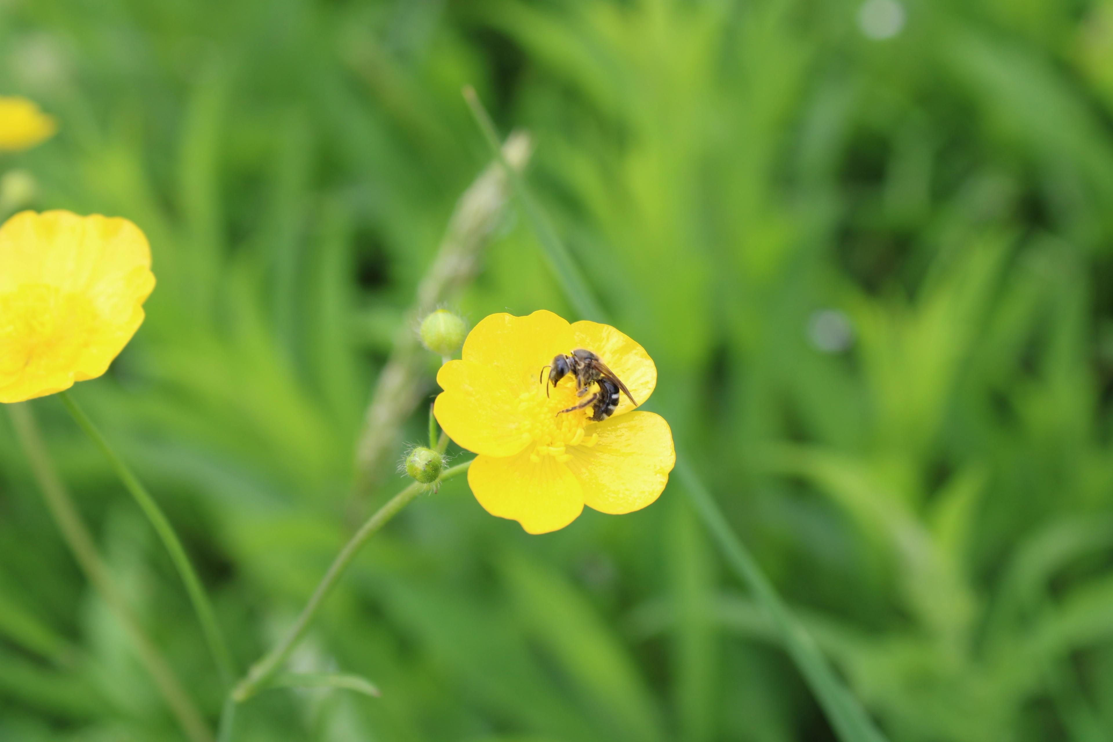 A pollinator lands on a flower in a pasture. 