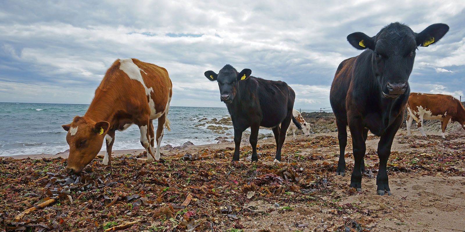 Rootstock | A Sustainable Seaweed Diet Designed To Reduce Methane In ...