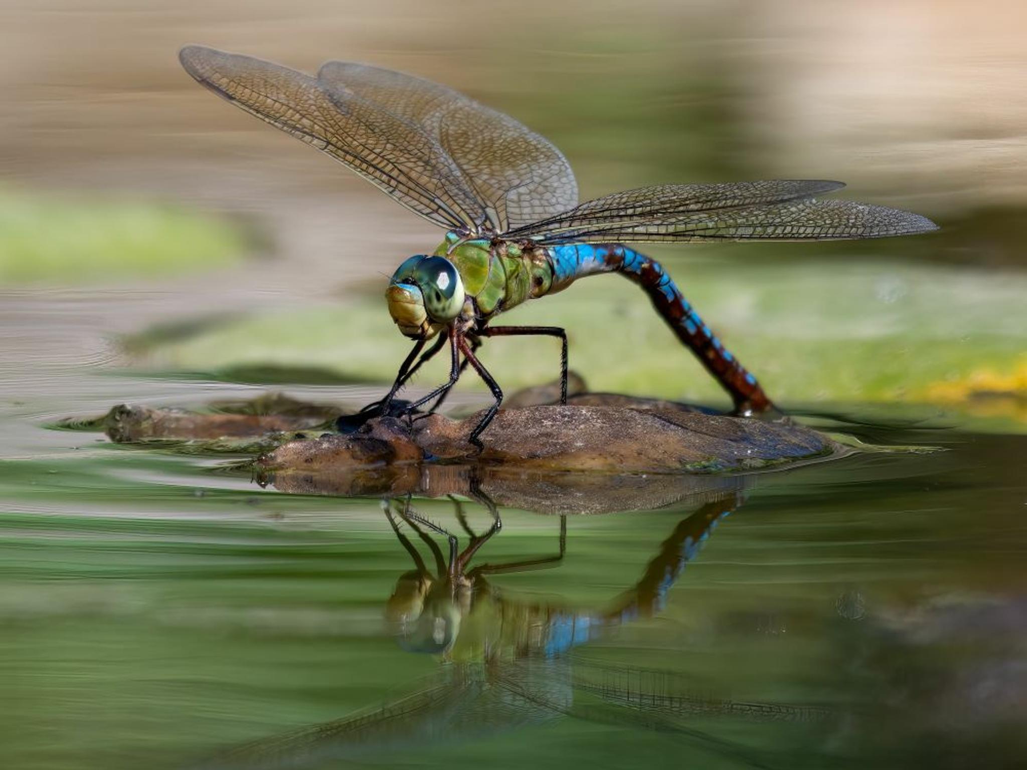 A dragonfly perched on a plant in the water. 