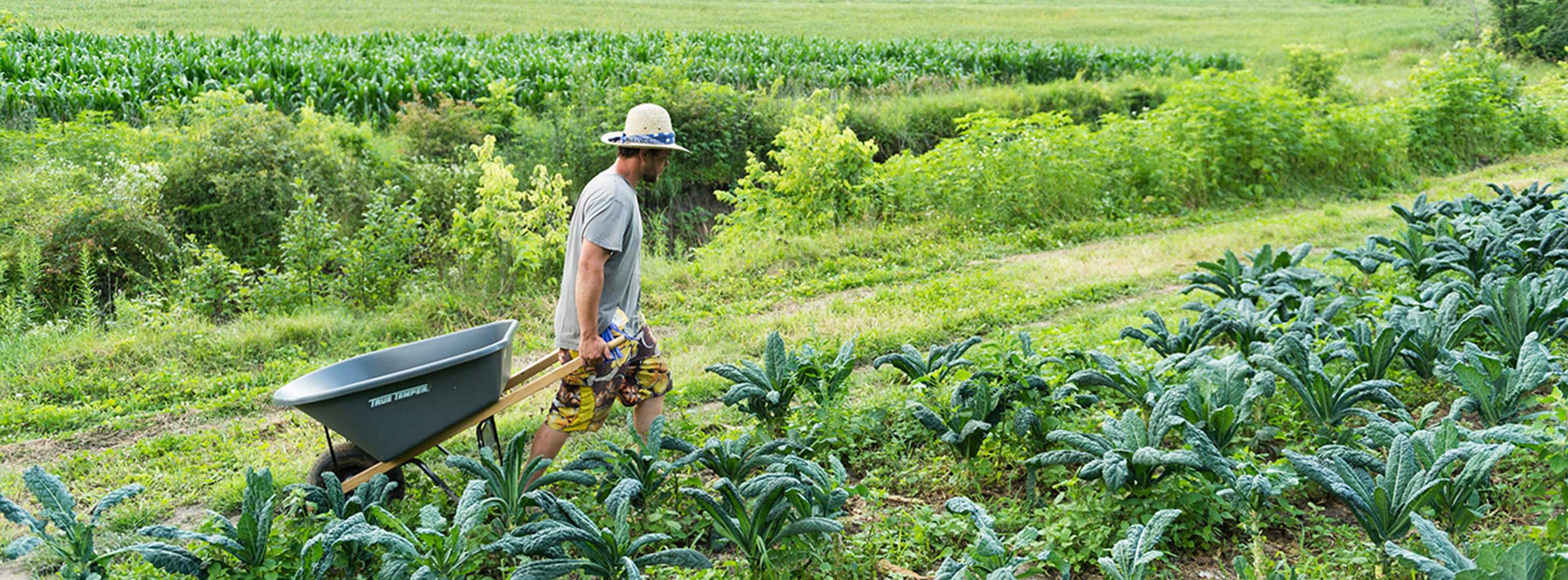 Growing produce on an Organic Valley family farm