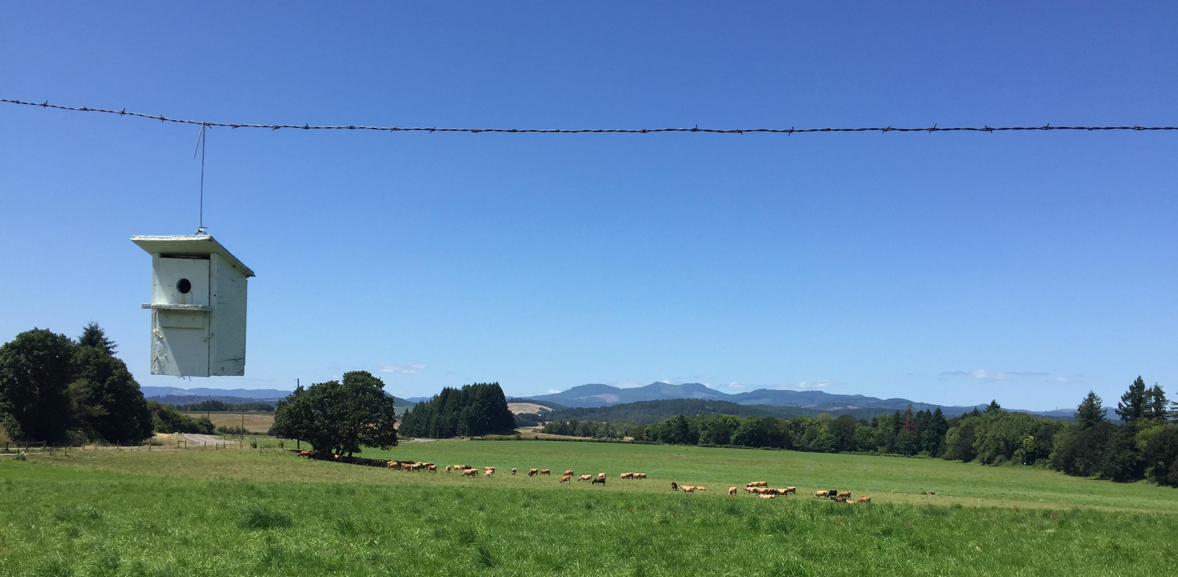 A bird house hangs on a barbed-wire fence as cows graze in the background on the Bansen organic farm.