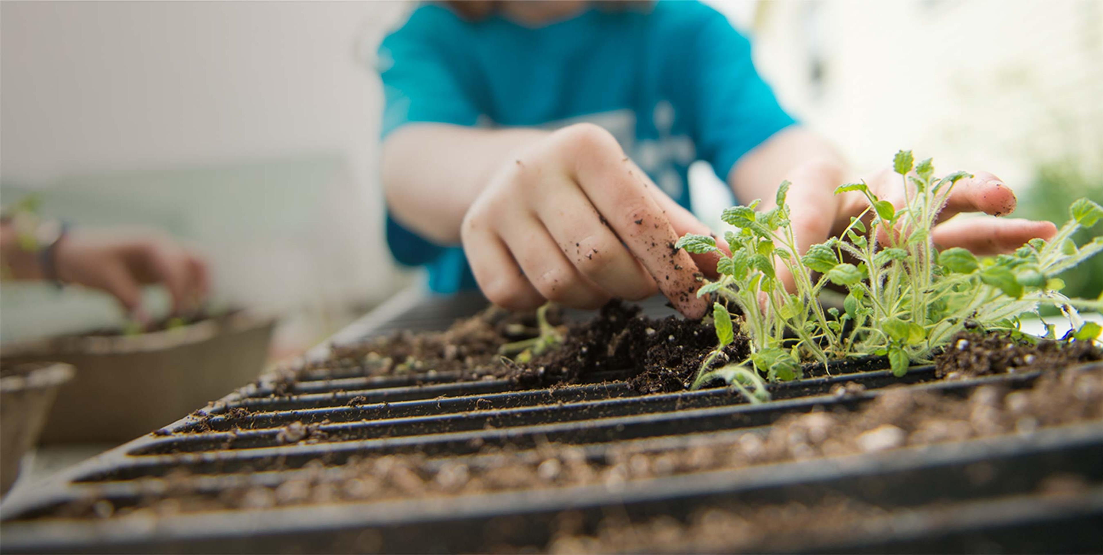 A person planting plants in soil.