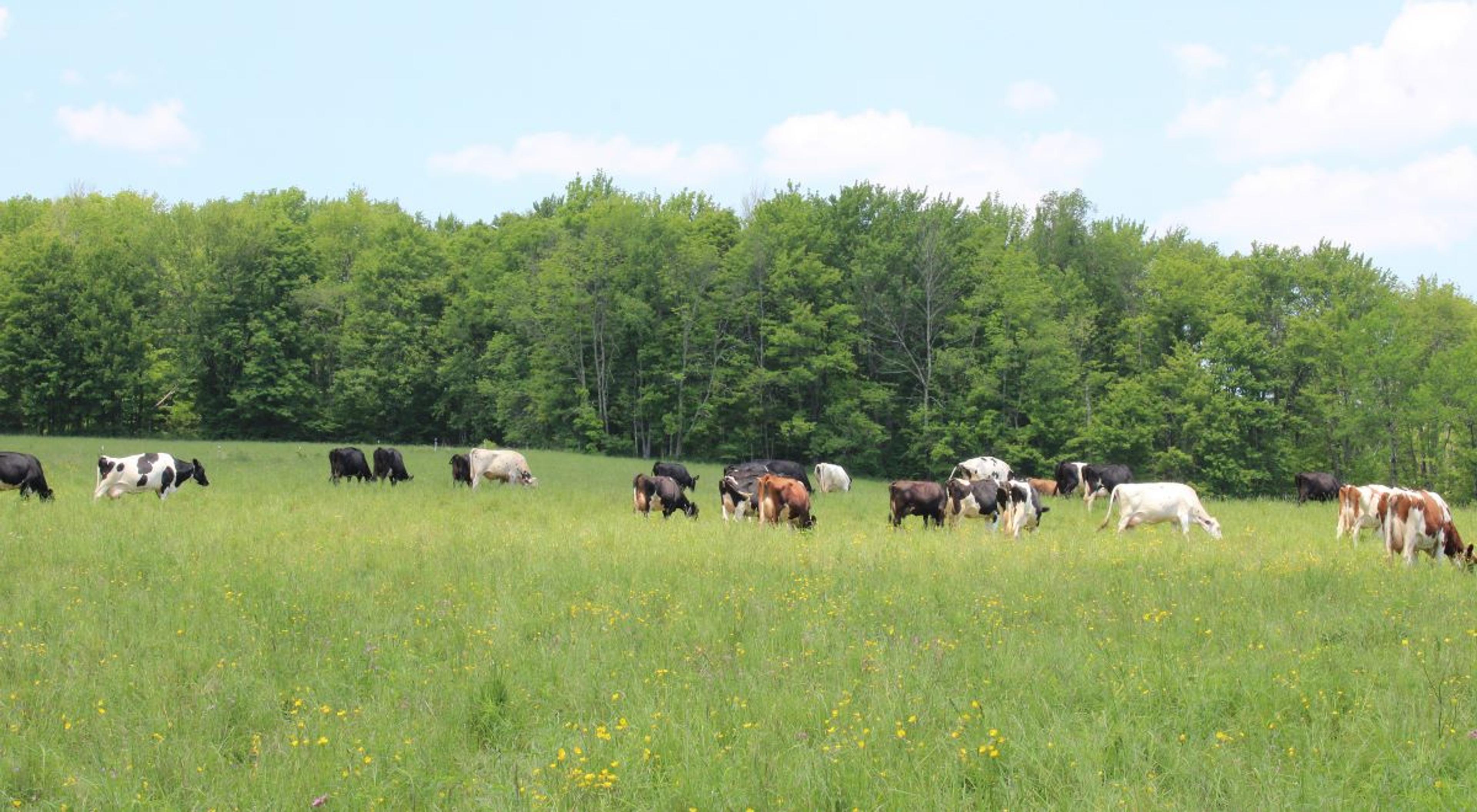 Cows graze on pasture with tree-covered hills in the background.
