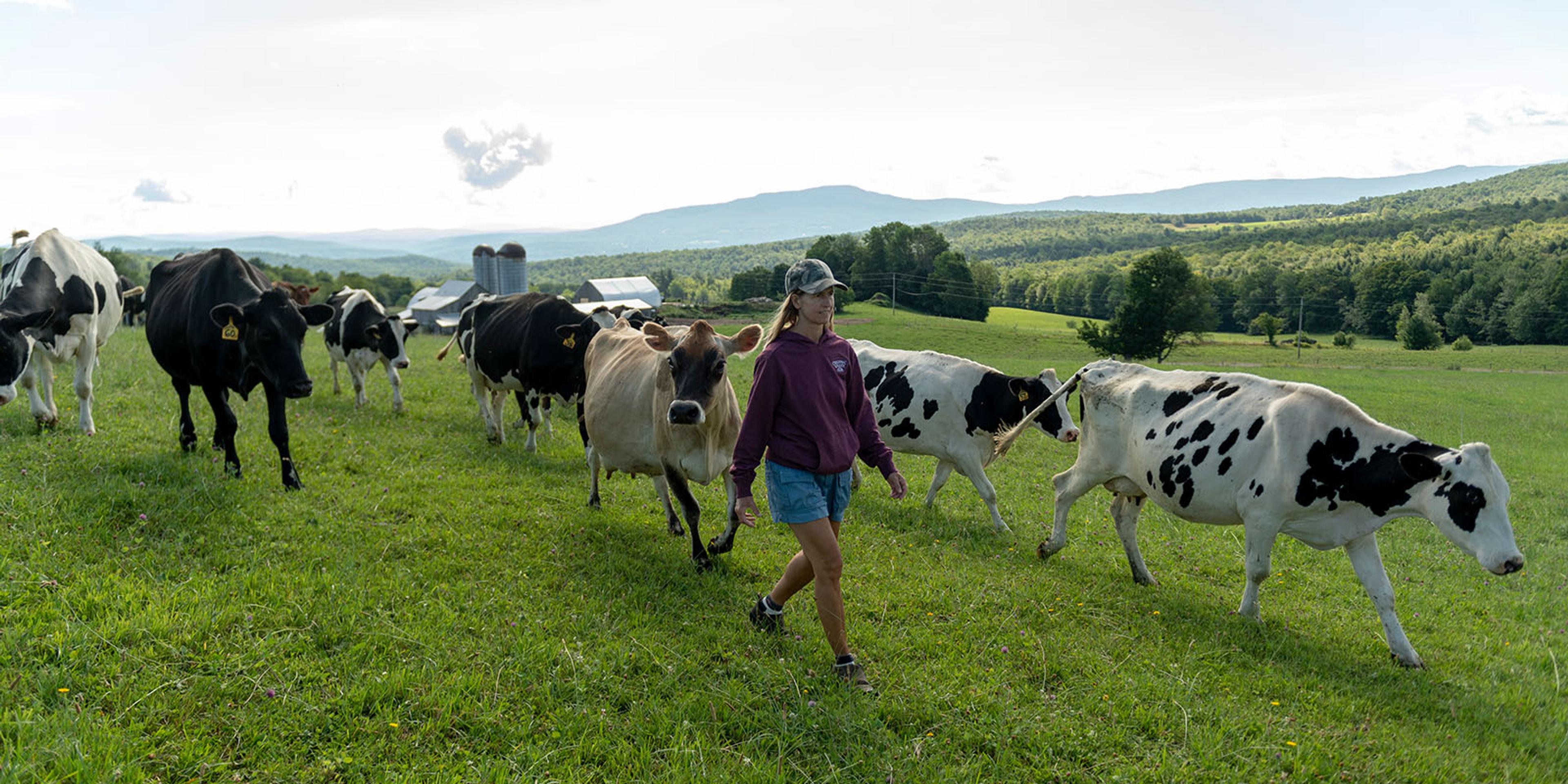 Cows follow a female farmer.