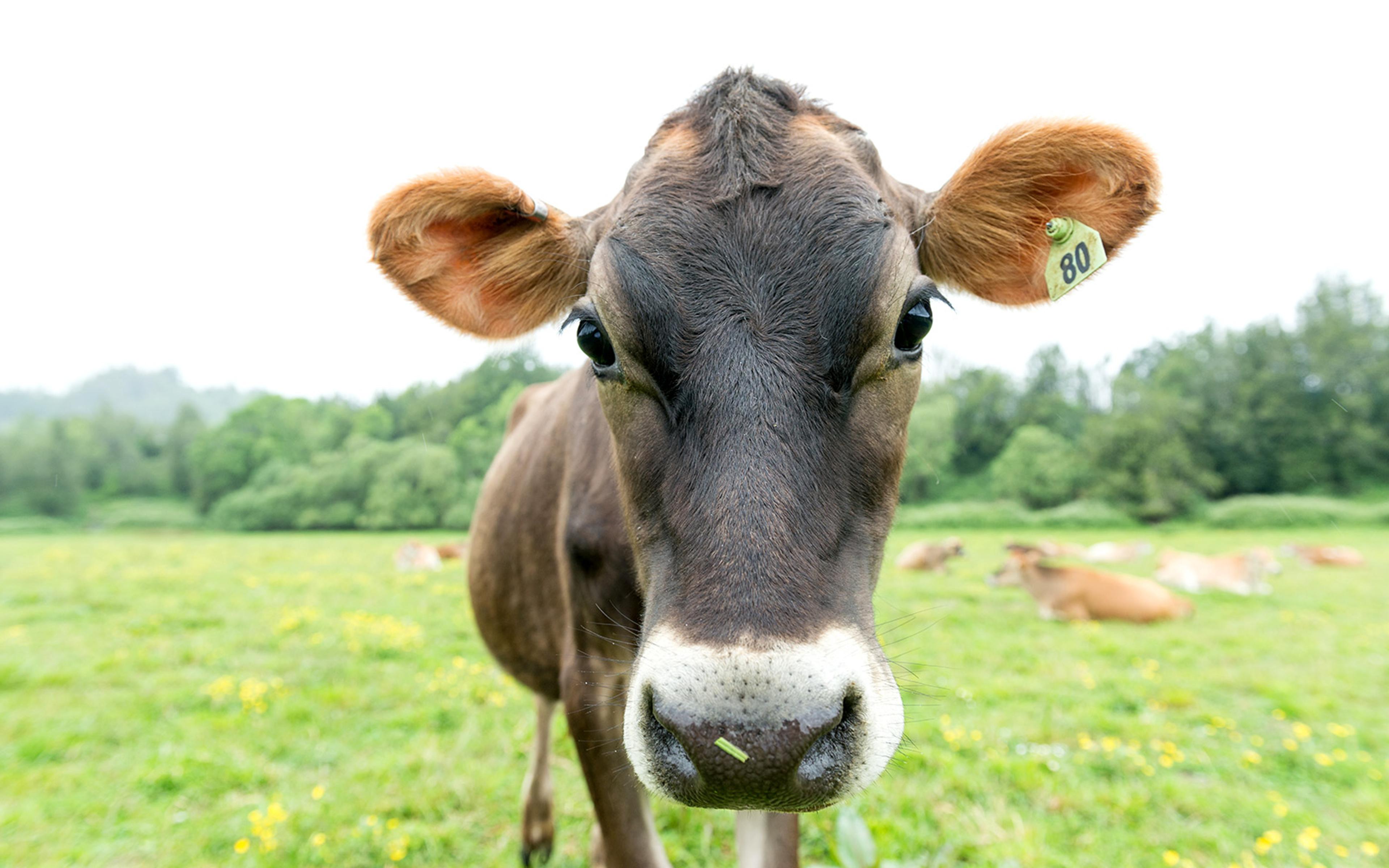 A close-up view of a Jersey cow on organic pasture.