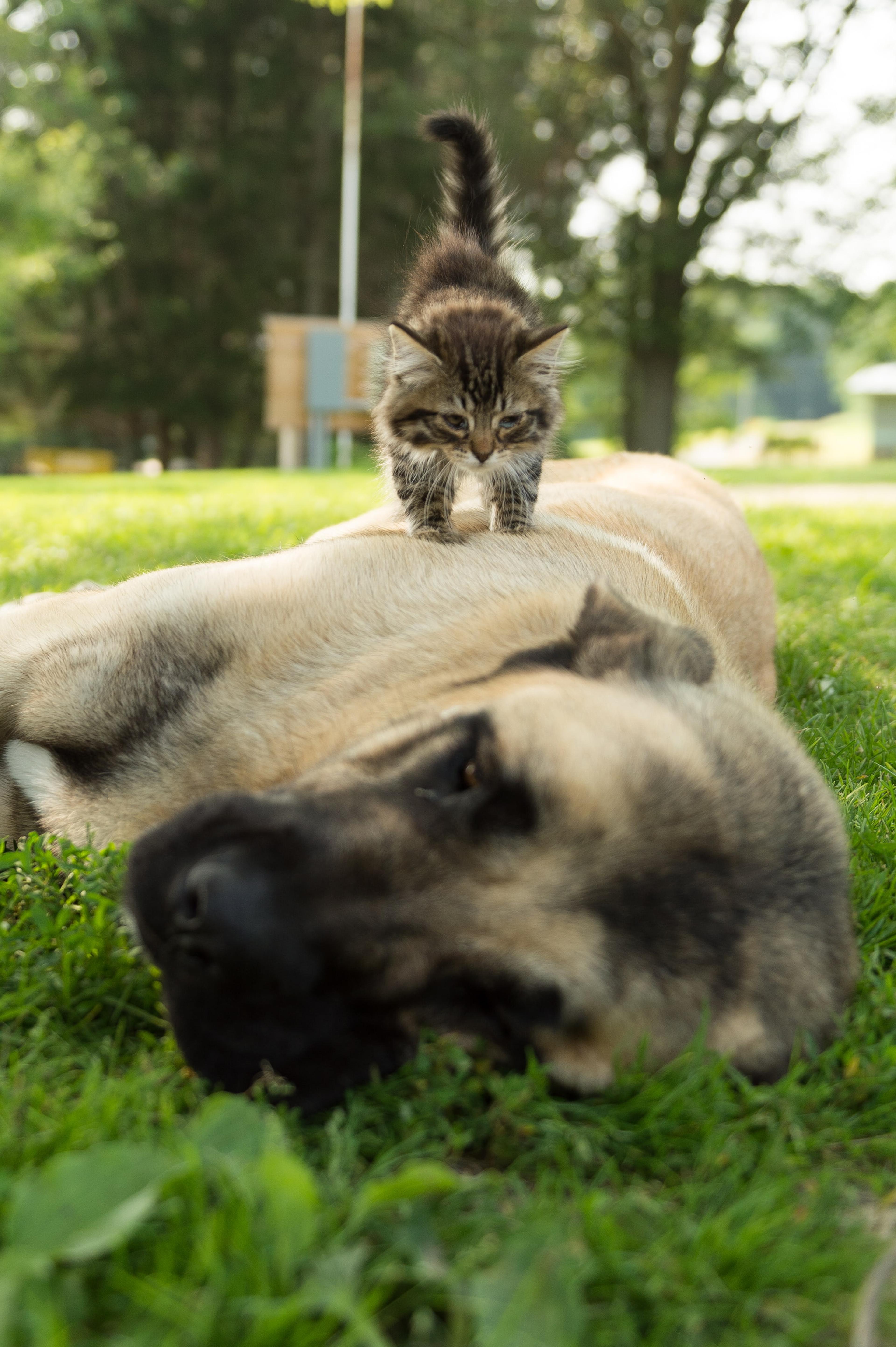 A cat walks on a dog.