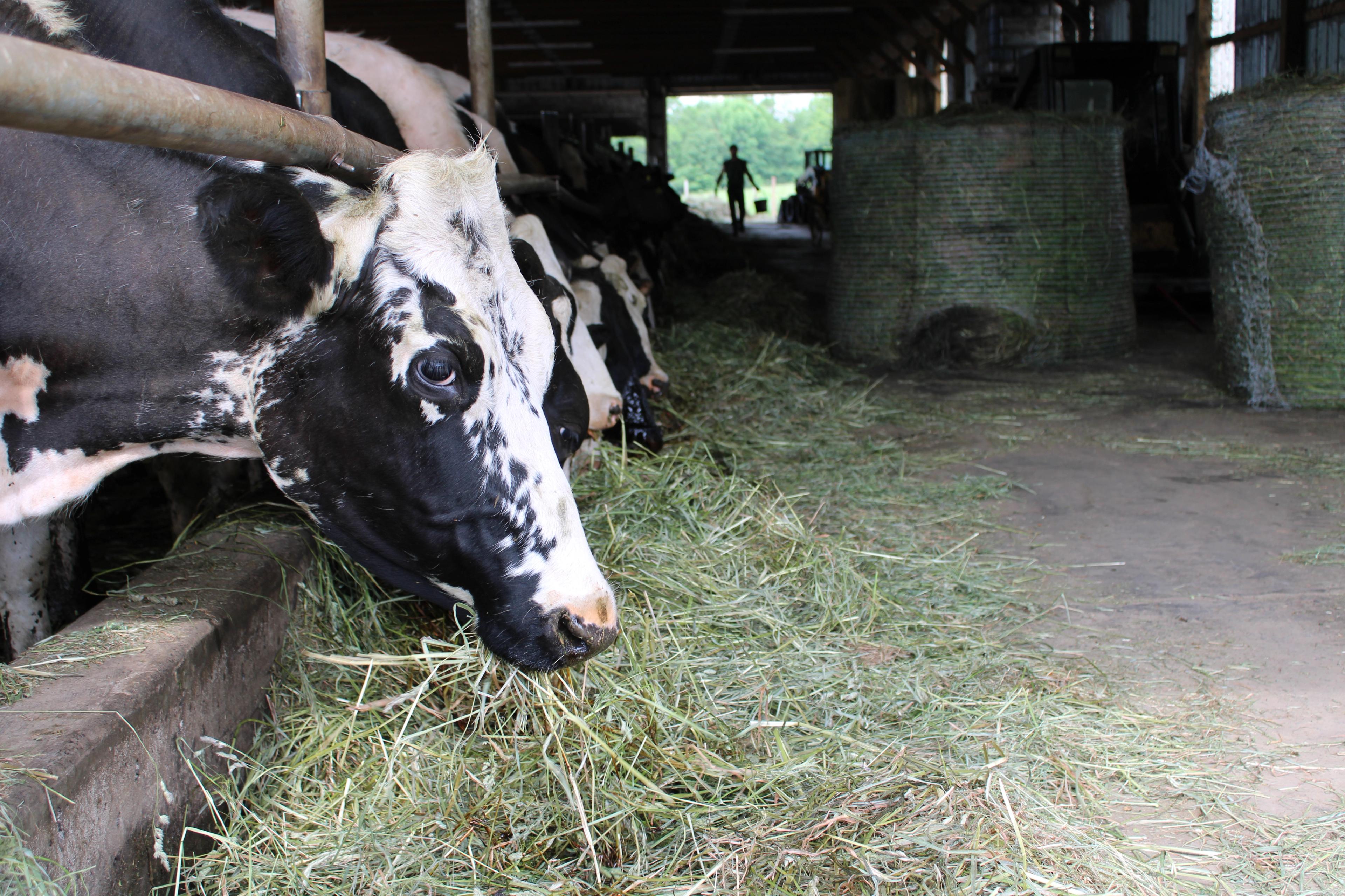 A cow munches on hay with molasses. 