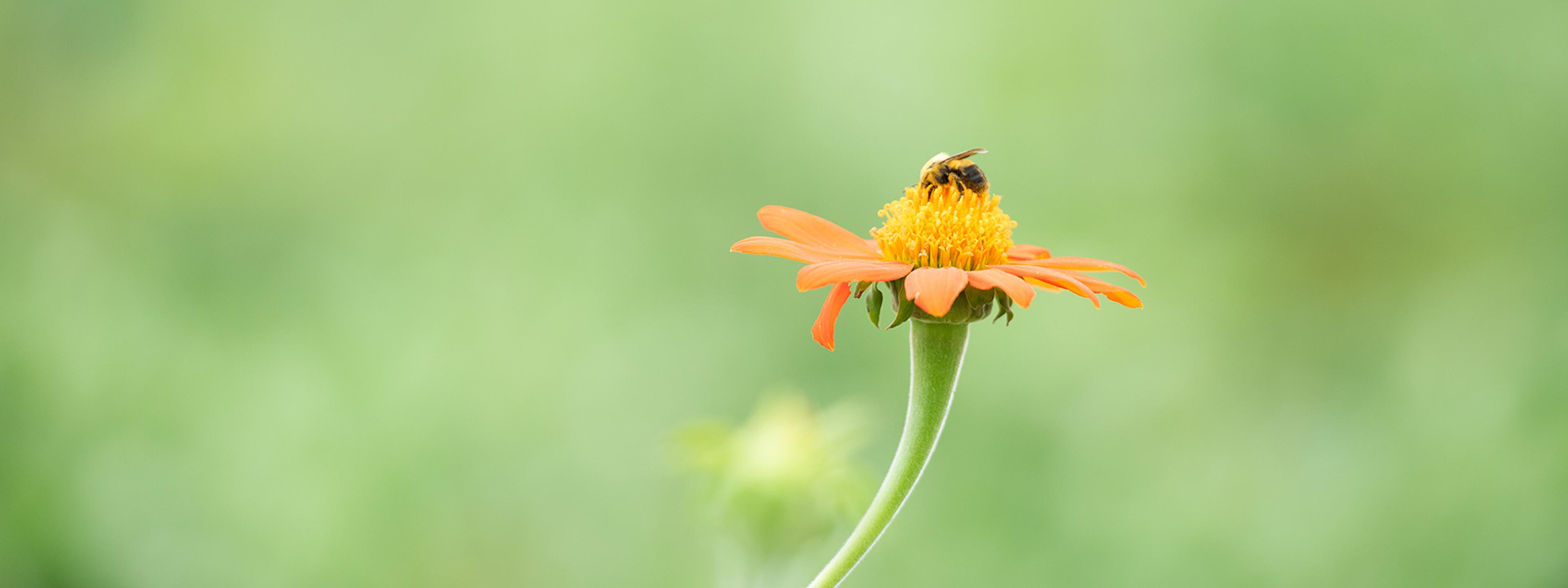 Jessica Shade, Ph.D. discusses pollinators.