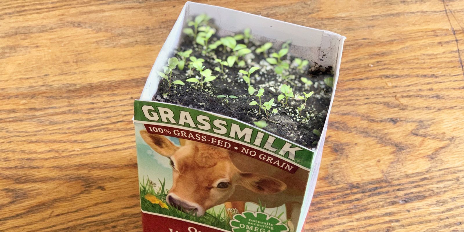 Rootstock Make a DIY Seed Planter Using an Organic Valley Milk Carton