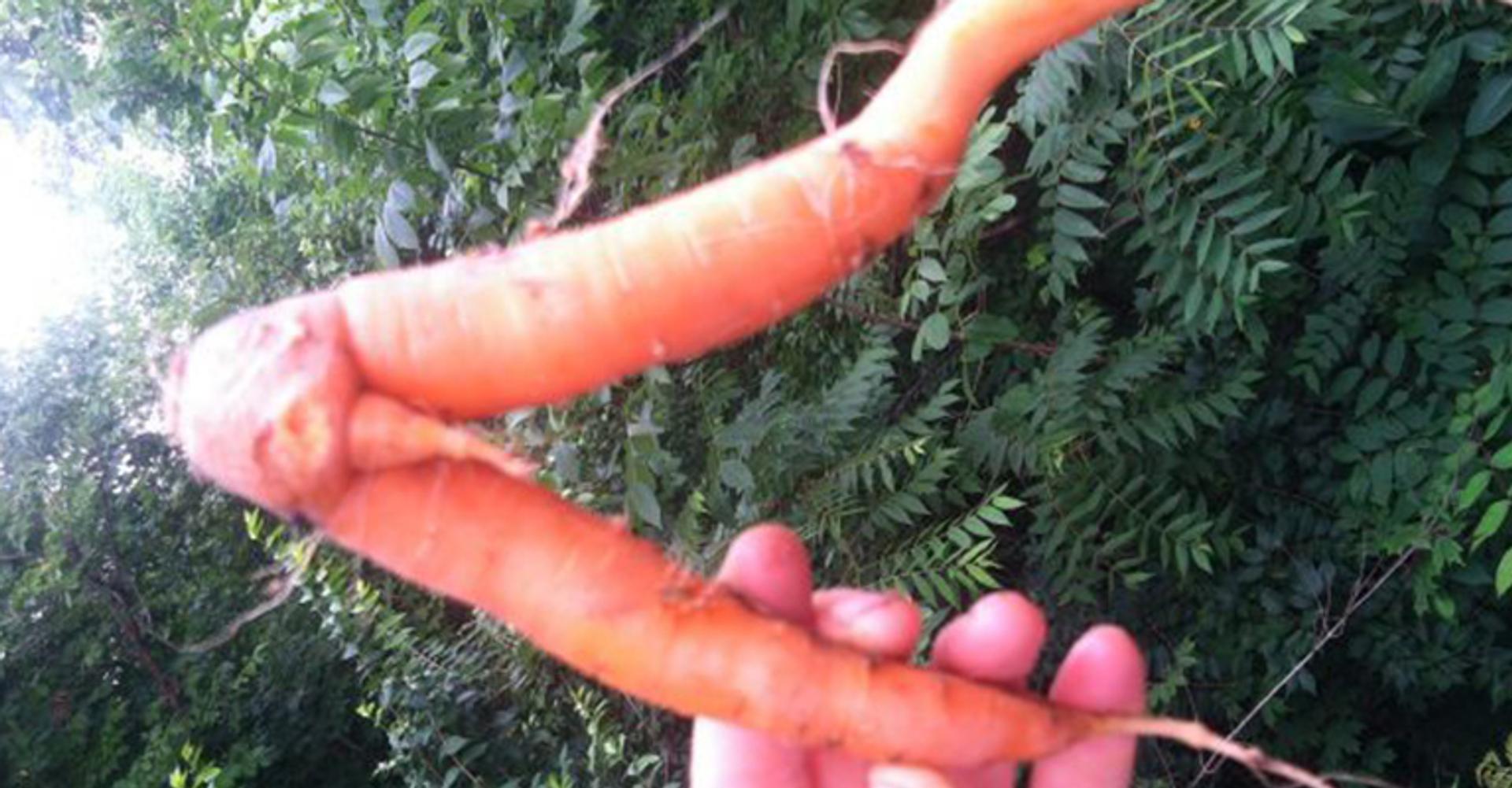 A blurry image of a carrot that looks like two legs with male genitalia. 